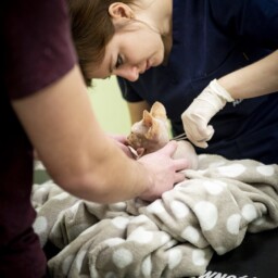 weterynarz-bydgoszcz-paszporty-i-chipowanie